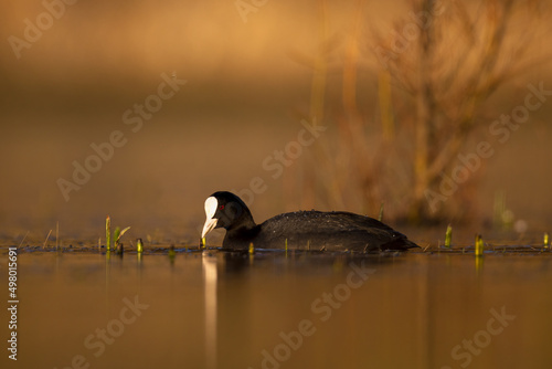 Eurasian coot Fulica atra swimming Common coot duck on lake