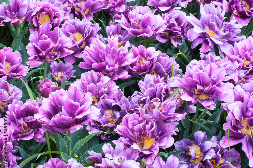 Bright purple flowers close up. Selective focus. Spring or summer concept. Spring background. Greeting festive card Bright purple flowers close up. Selective focus. Spring or summer concept. Spring background. Greeting festive card