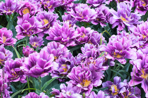 Bright purple flowers close up. Selective focus. Spring or summer concept. Spring background. Greeting festive card