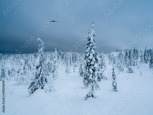 Dramatic winter minimalistic northern background with trees plastered with snow against a dark snowy sky. Arctic harsh nature. Mystical fairy tale of the winter raven forest.