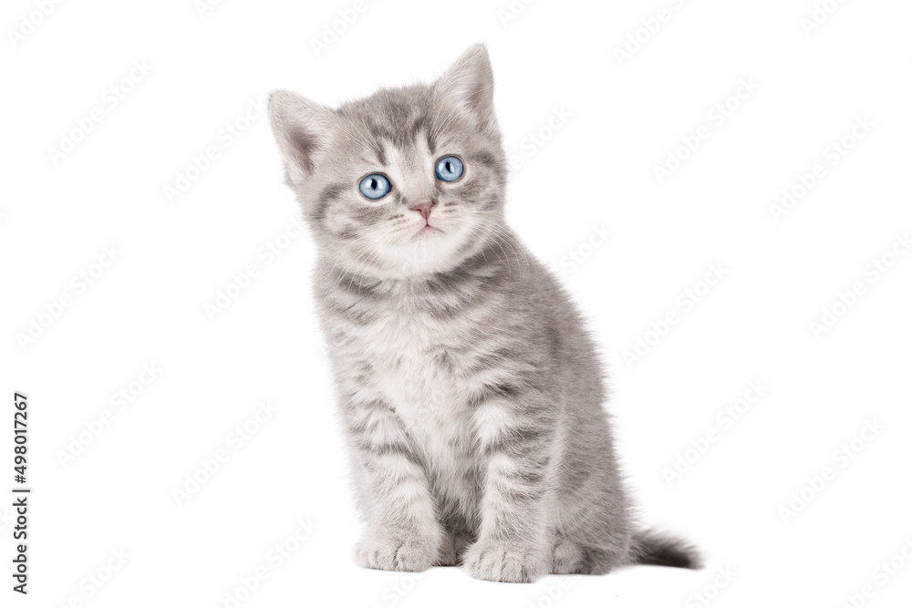 Little gray kitten scottish straight with blue eyes isolated