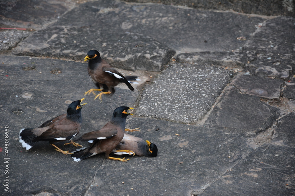 Fototapeta premium Temple birds squabbling in the courtyard on the stone tiles causing quite the ruckus 
