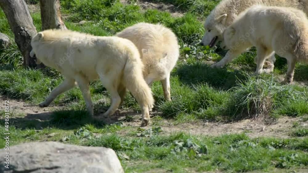 view of an arctic wolf in a park view of an arctic wolf in a park