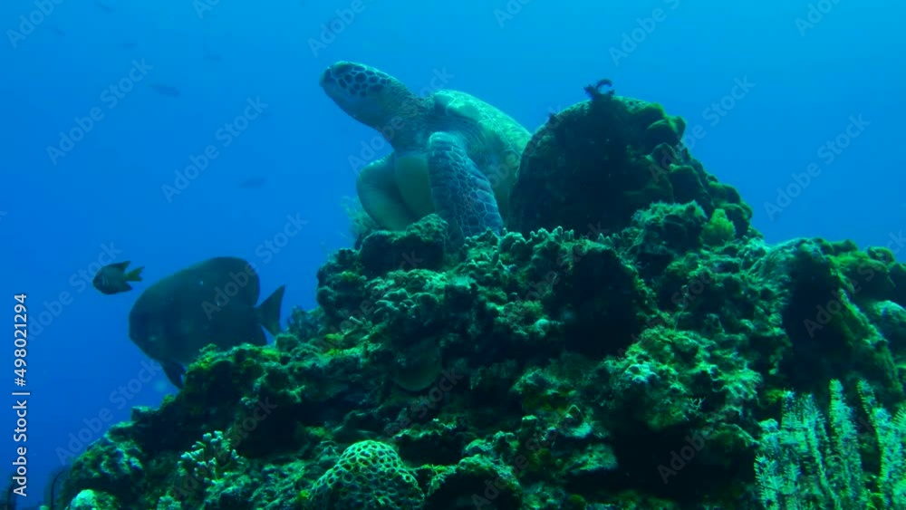 green sea turtle on the coral reef green sea turtle on the coral reef
