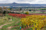 Vignoble de boudes avec deux vignes de couleurs différentes depuis le chemin de randonnée de Boudes dans le Puy de dôme par une journée d'automne