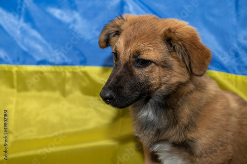 Young homeless dog in an animal shelter. Ukrainian flag background