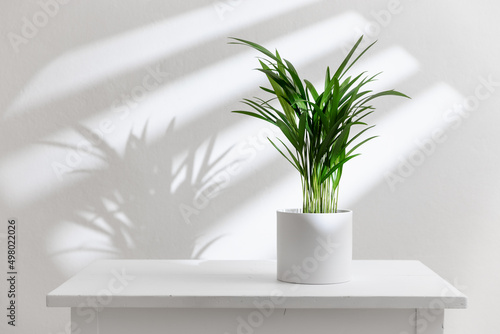  Decorative Areca palm on white table.