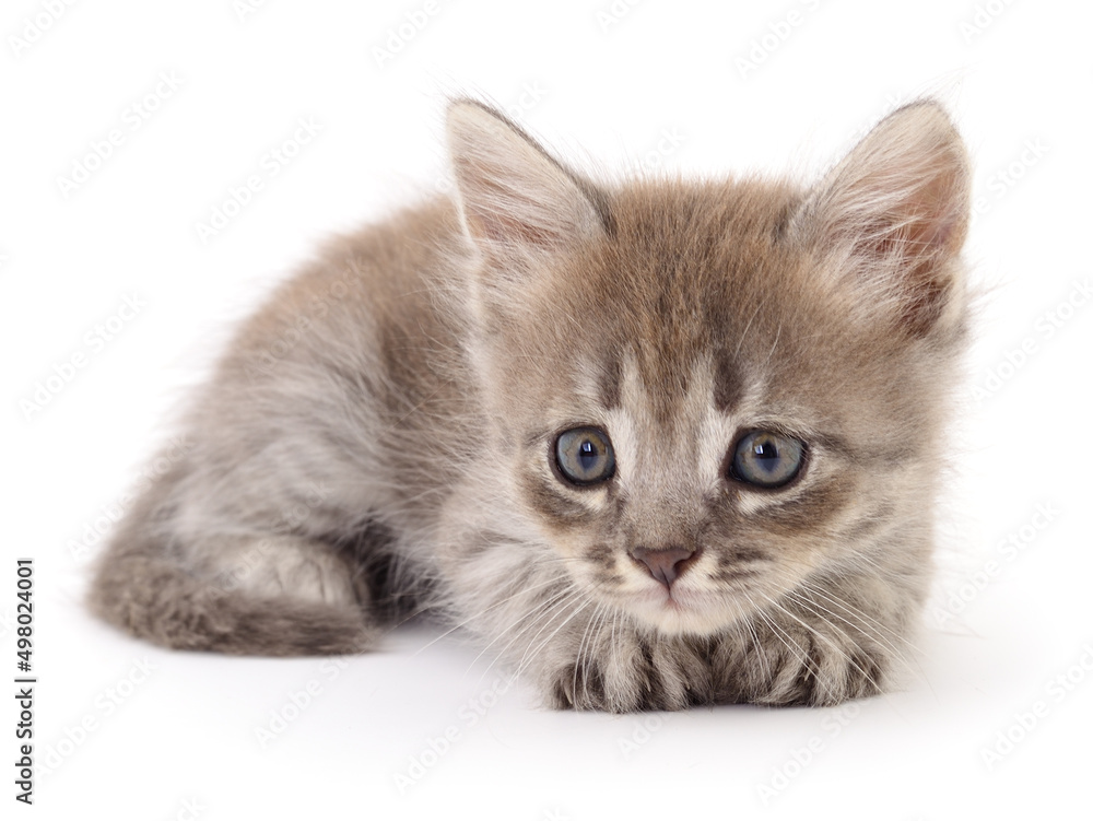 Obraz premium Kitten on white background.