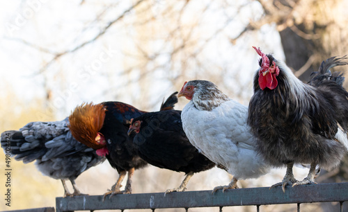 Roosters and hens line up at the top of the metal fence