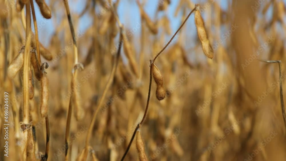 Agriculture, macro mature soybean pod, soybean in the pod, ready for harvest - agribusiness Agriculture, macro mature soybean pod, soybean in the pod, ready for harvest - agribusiness