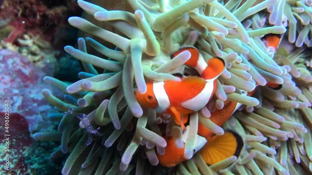 clown fish on the coral reef clown fish on the coral reef