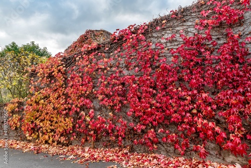 Superbe mur recouvert de vigne rouge par une belle journée d'automne