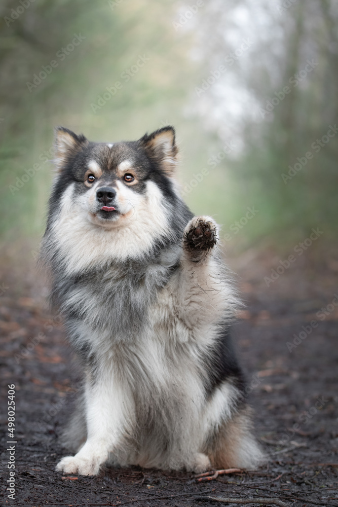 Portrait of a Finnish Lapphund dog outdoors Portrait of a Finnish Lapphund dog outdoors