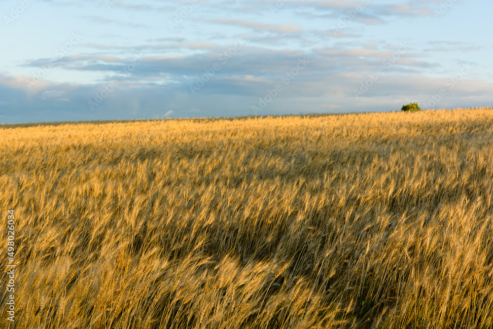小麦畑と空