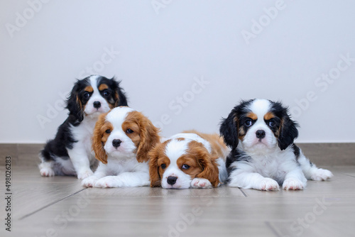 dog puppy two months old cavalier king charles spaniel on a white background