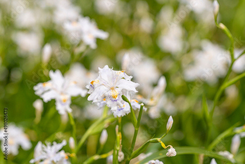 東京都台東区 上野公園 シャガの花