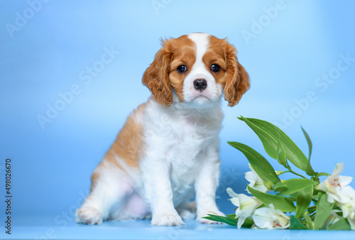 dog puppy two months old cavalier king charles spaniel on a colored background w Fototapeta