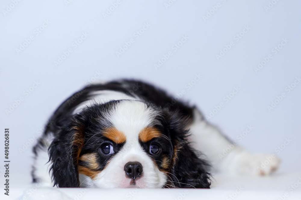 dog puppy two months old cavalier king charles spaniel on a white background