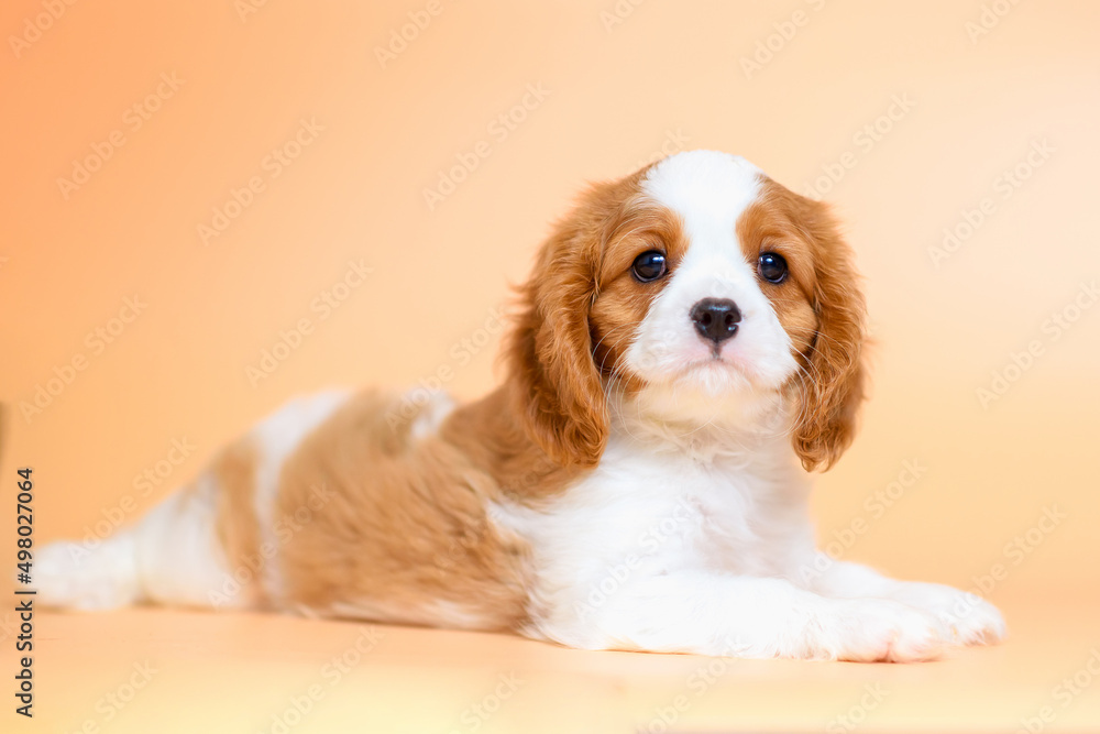 dog puppy two months old cavalier king charles spaniel on a colored background