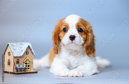 Fotografija dog puppy two months old cavalier king charles spaniel on a colored background