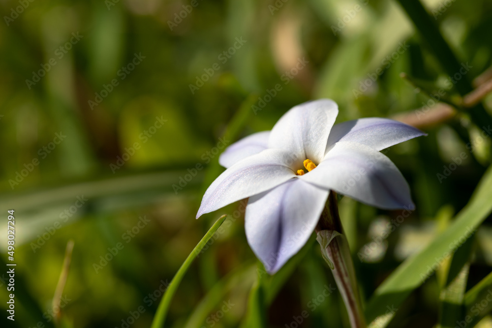 Obraz premium ハナニラの花