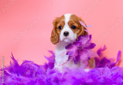 Canvas Print dog puppy two months old cavalier king charles spaniel on a colored background