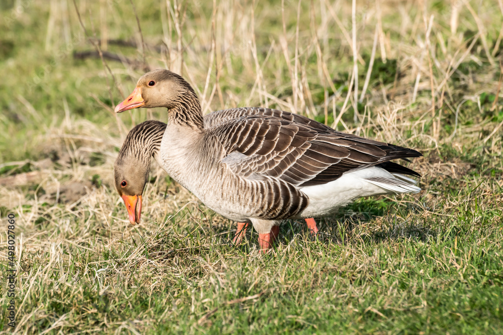 Two wild gray geese close-up among the sedge near a swampy lake. Birds in a meadow in a national park Oostvaardersplassen, Netherlands. Two wild gray geese close-up among the sedge near a swampy lake. Birds in a meadow in a national park Oostvaardersplassen, Netherlands.