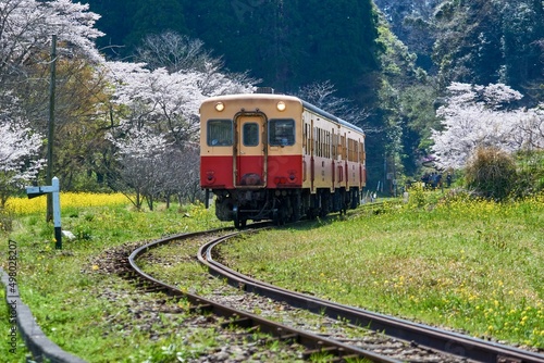 桜咲くカーブのレトロ列車 小湊鉄道 月崎駅