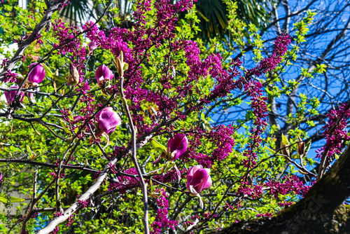 tree leaves