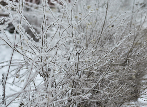 Plant in the snow
