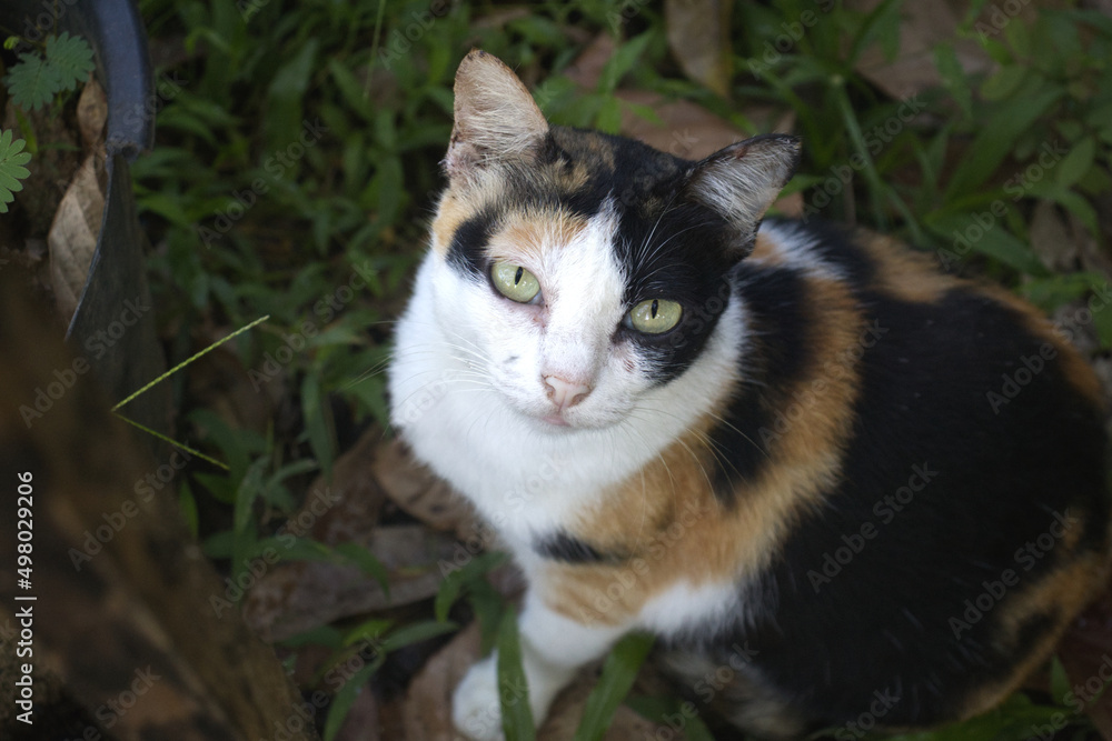 cat on the grass in garden cat on the grass in garden