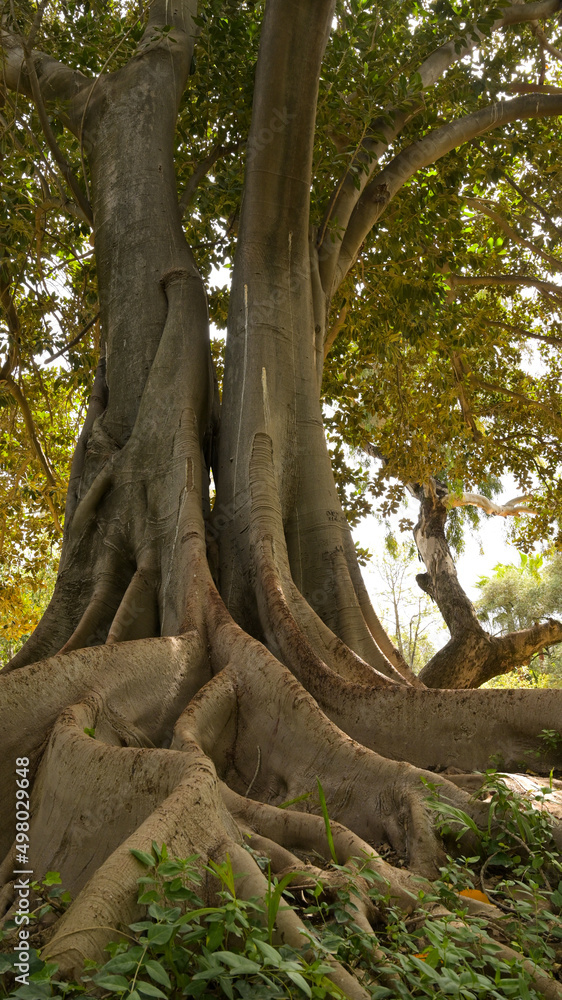 Großblättrige Feige in Sevilla (Ficus macrophylla)