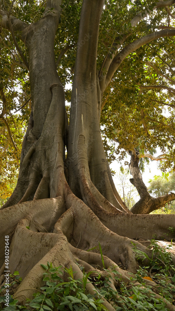 Großblättrige Feige in Sevilla (Ficus macrophylla) Großblättrige Feige in Sevilla (Ficus macrophylla)