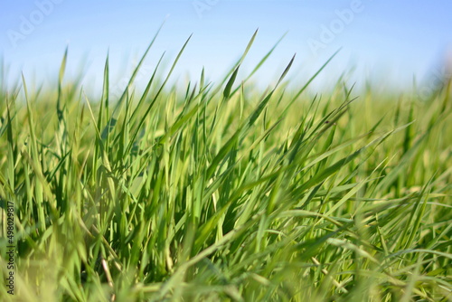 Green grass and blue sky. Meadow closeup background for farming or gardening, lawn in park, outdoor sport yard, abstract fresh greenery