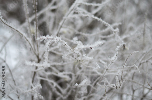 frost on the grass © Алексей Василюк