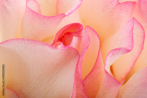Pink Royal Bonica rose close up.