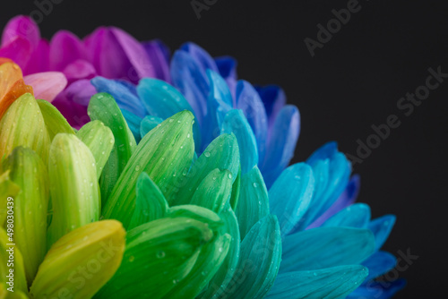 Rainbow astra flower isolated on black background. Colorful daisy background. Rainbow abstract surface.