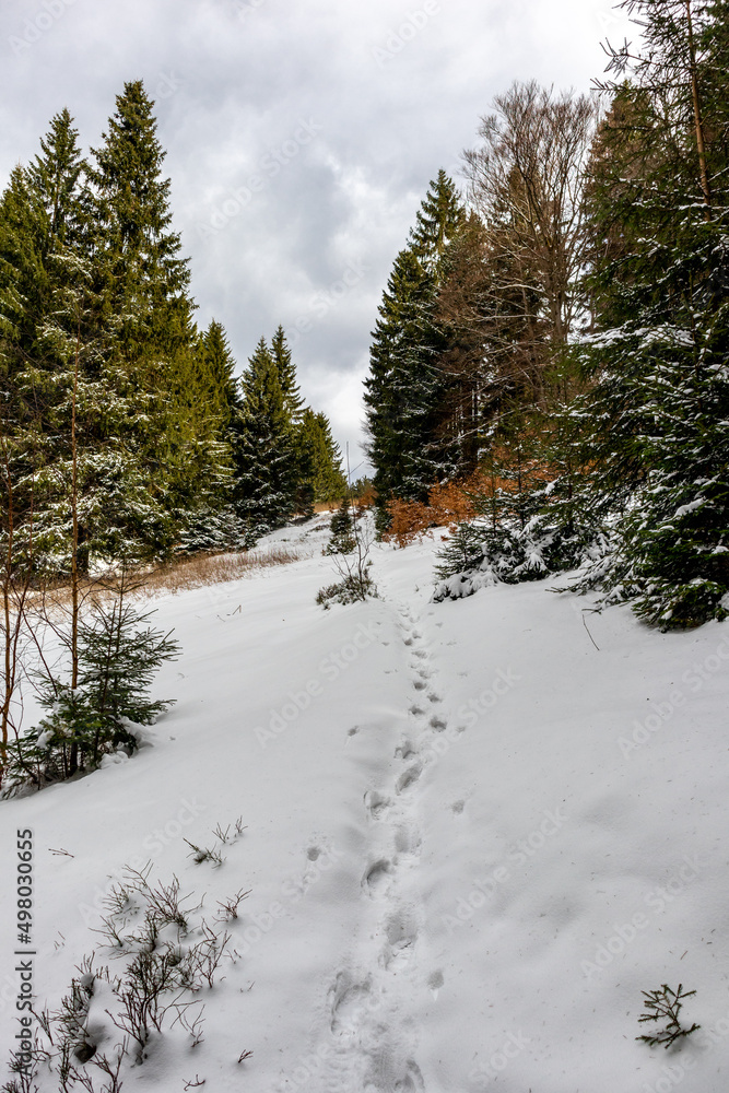 Wanderung zur Bergwacht Hütte im Thüringer Wald bei Steinbach-Hallenberg - Deutschland Wanderung zur Bergwacht Hütte im Thüringer Wald bei Steinbach-Hallenberg - Deutschland