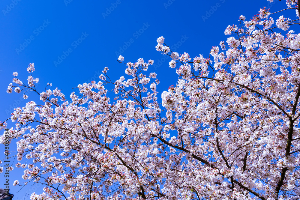 cherry blooming tree. blossoms on spring wtih blue sky cherry blooming tree. blossoms on spring wtih blue sky