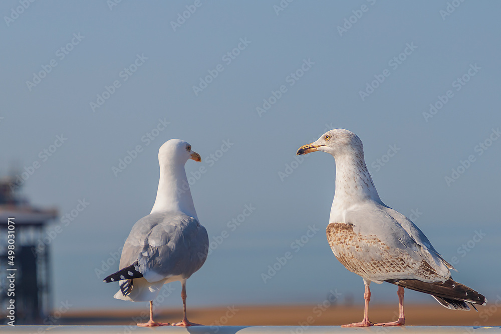 seagull at Blackpool tower , Blackpool, UK seagull at Blackpool tower , Blackpool, UK