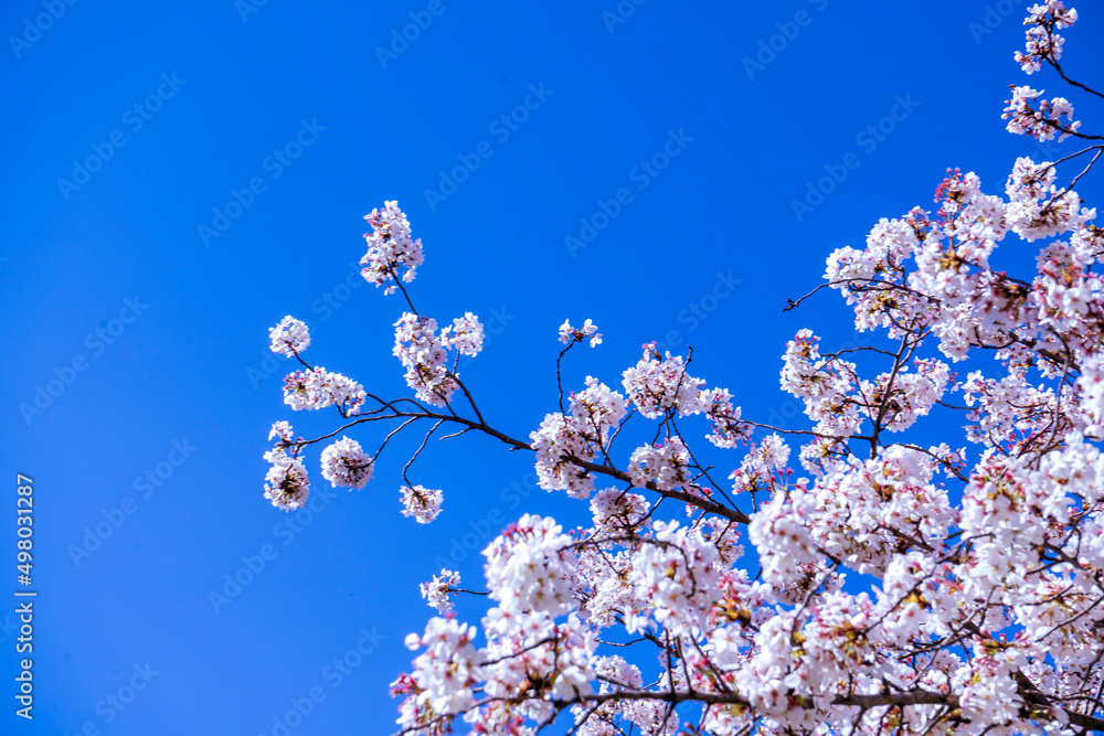 cherry blooming tree. blossoms on spring wtih blue sky cherry blooming tree. blossoms on spring wtih blue sky