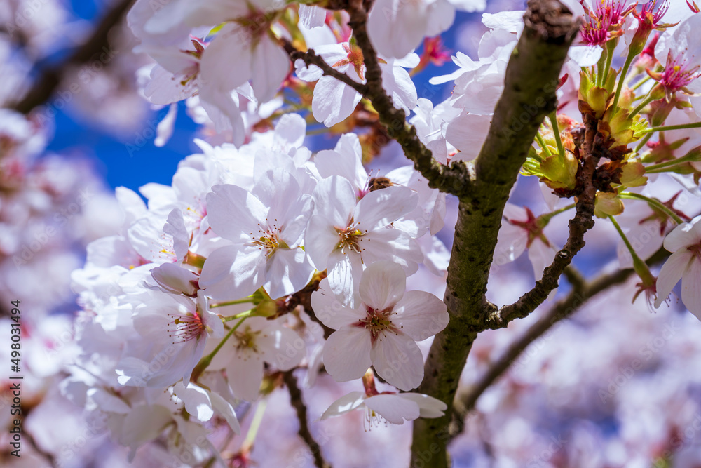 cherry blooming tree. blossoms on spring wtih blue sky