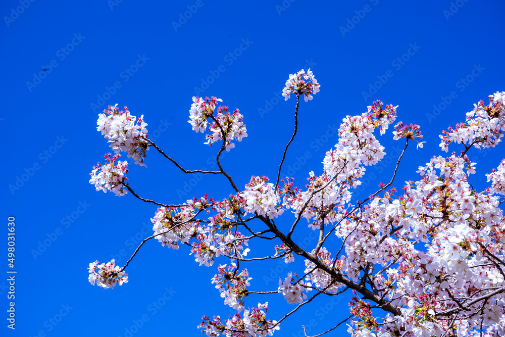 cherry blooming tree. blossoms on spring wtih blue sky