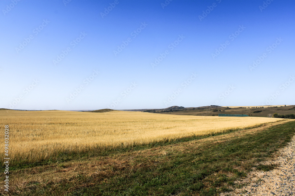 Field on a background of bright blue sky in the village of Savvushki, Gorny Altai, Siberia, Russia. Picturesque landscape