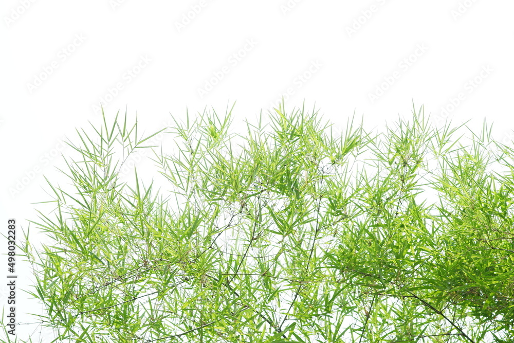 bamboo leaves and bamboo on a white background bamboo leaves and bamboo on a white background