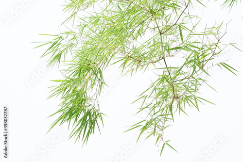 bamboo leaves and bamboo on a white background