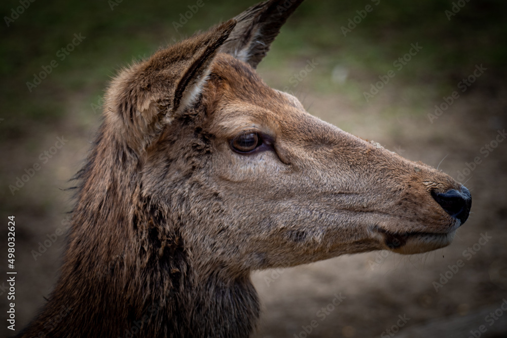 Fototapeta premium close up of a deer
