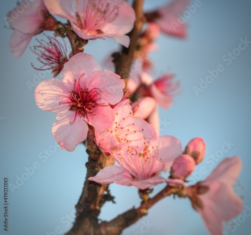 pink tree blossom against the blue sky