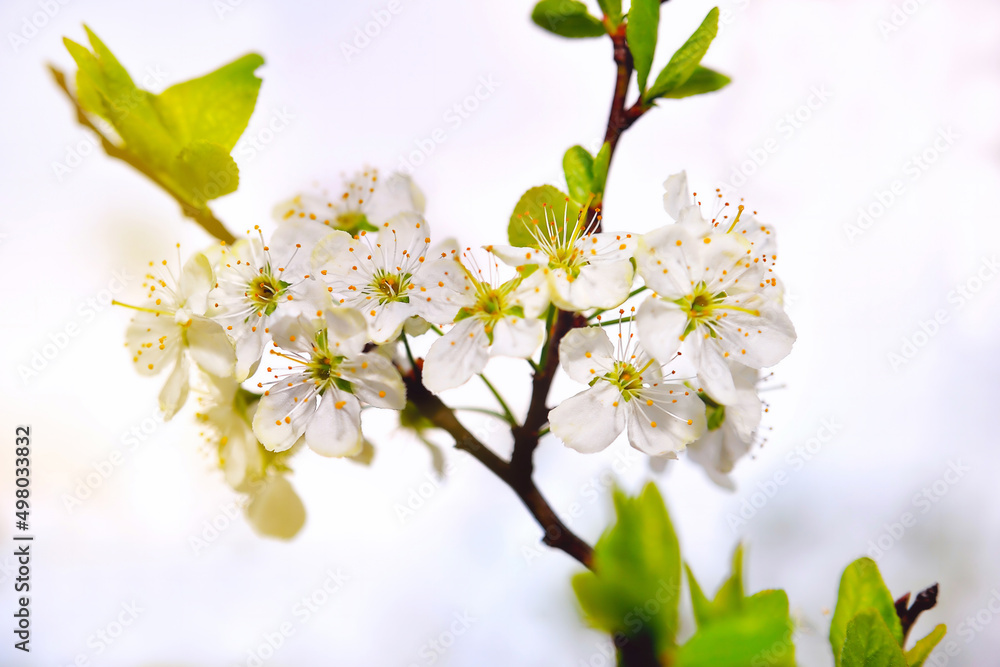 Obraz premium Apple tree flowers, spring flowering trees, selective focus