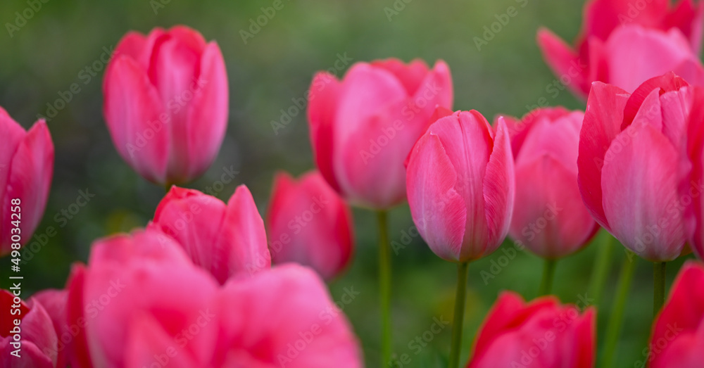 Beautiful close-up of a pink tulip